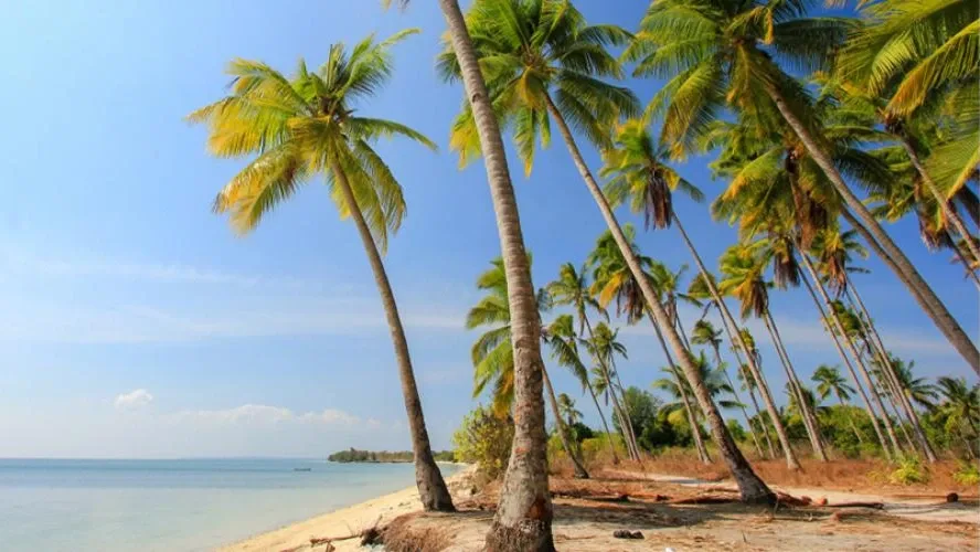Surga Bawah Laut di Sulawesi Tenggara Nikmati Cantiknya Wakatobi